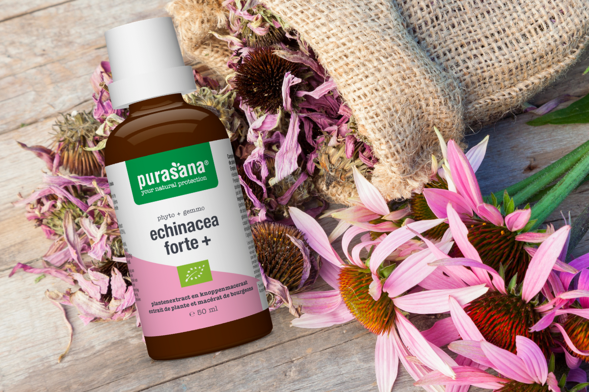 Echinacea