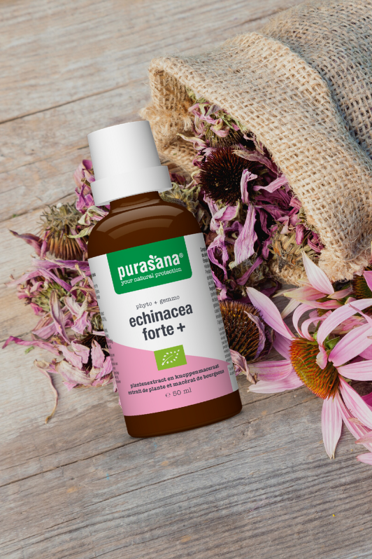 Echinacea