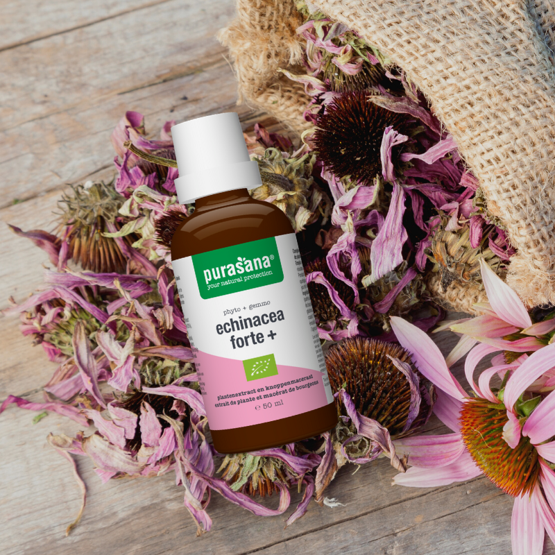 Echinacea