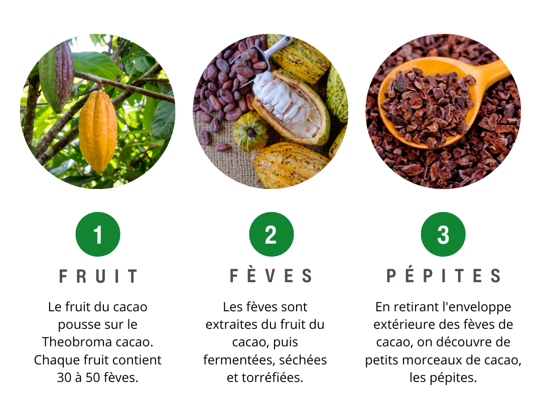Différence entre les fèves de cacao et les pépites de cacao