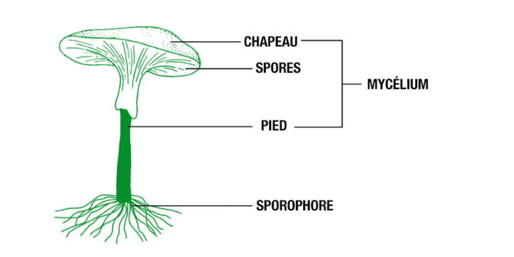 mycélium champignon