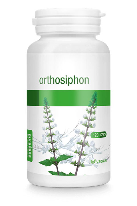Orthosiphon