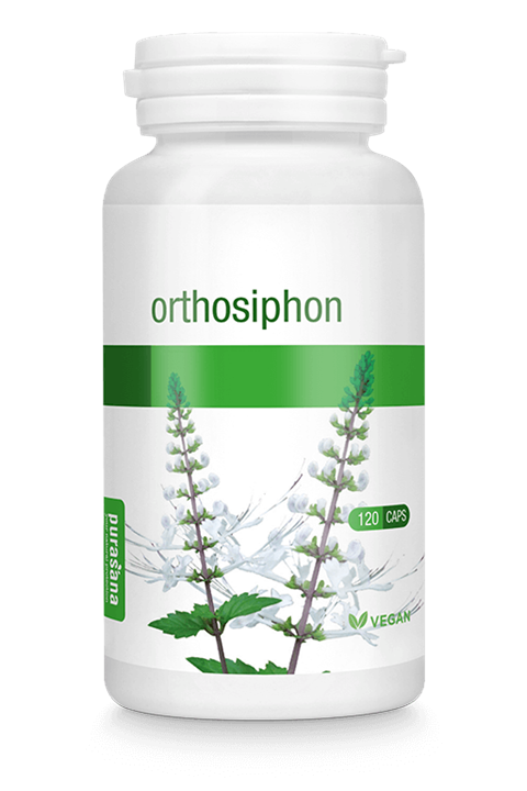 Orthosiphon